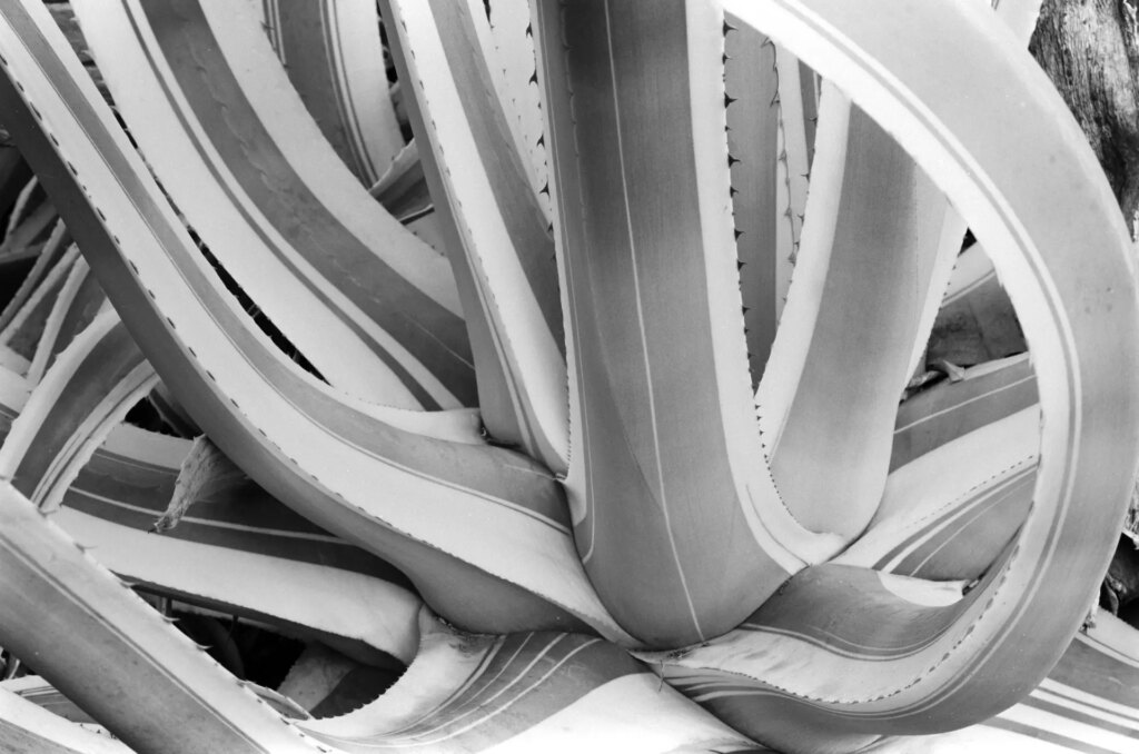 curly Agave