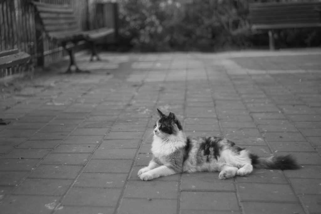 Photo of cat taken with a Jupiter-8 2/50 lens @ f=2 1/500s, ISO 200
