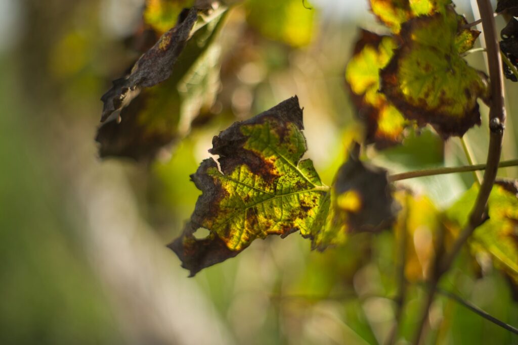 Photo of vine leaf taken with a SMC Takumar 1:1.4/50 lens @ f=1.4 1/800s, ISO 50