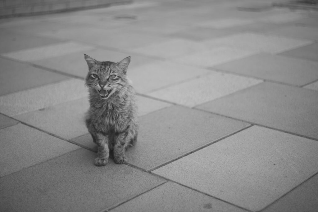 Photo of cat taken with a Schneider-Kreuznach Retina-Xenon 1:1.9/50mm lens @ f=1.9 1/800s, ISO 100