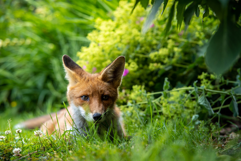 Fox in a Neighbours Garden