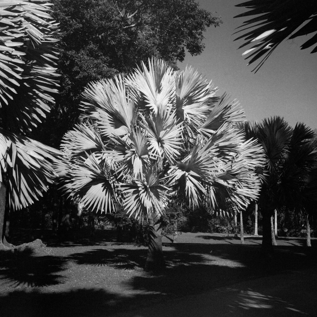 Bismarck Palm