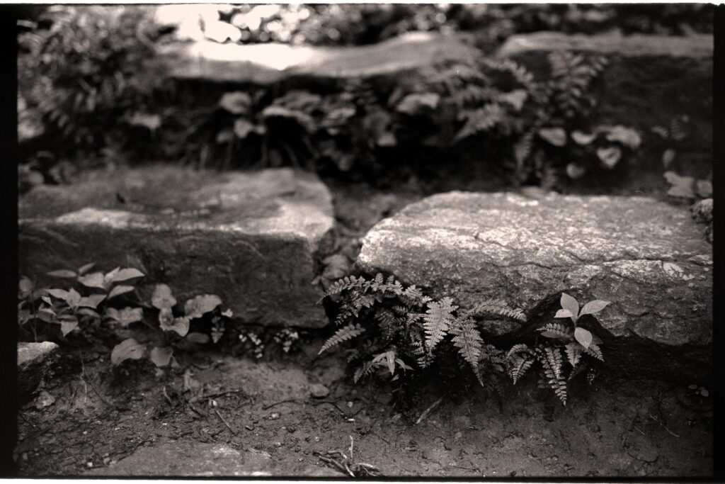 A black and white image of a small fern growing along rocky steps