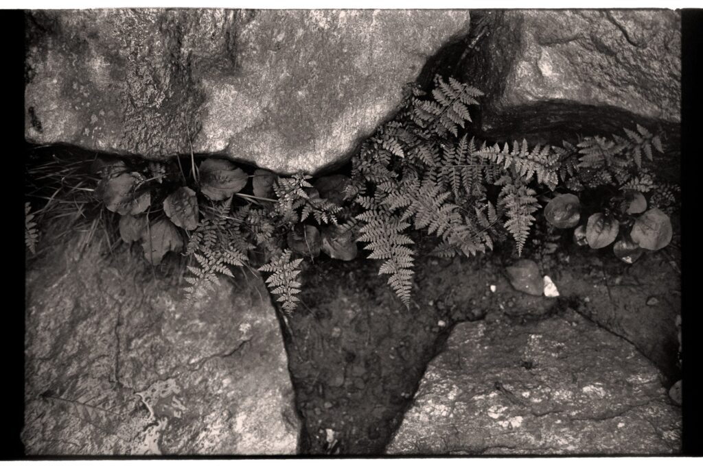 Top down black and white image of ferns growing between rocks