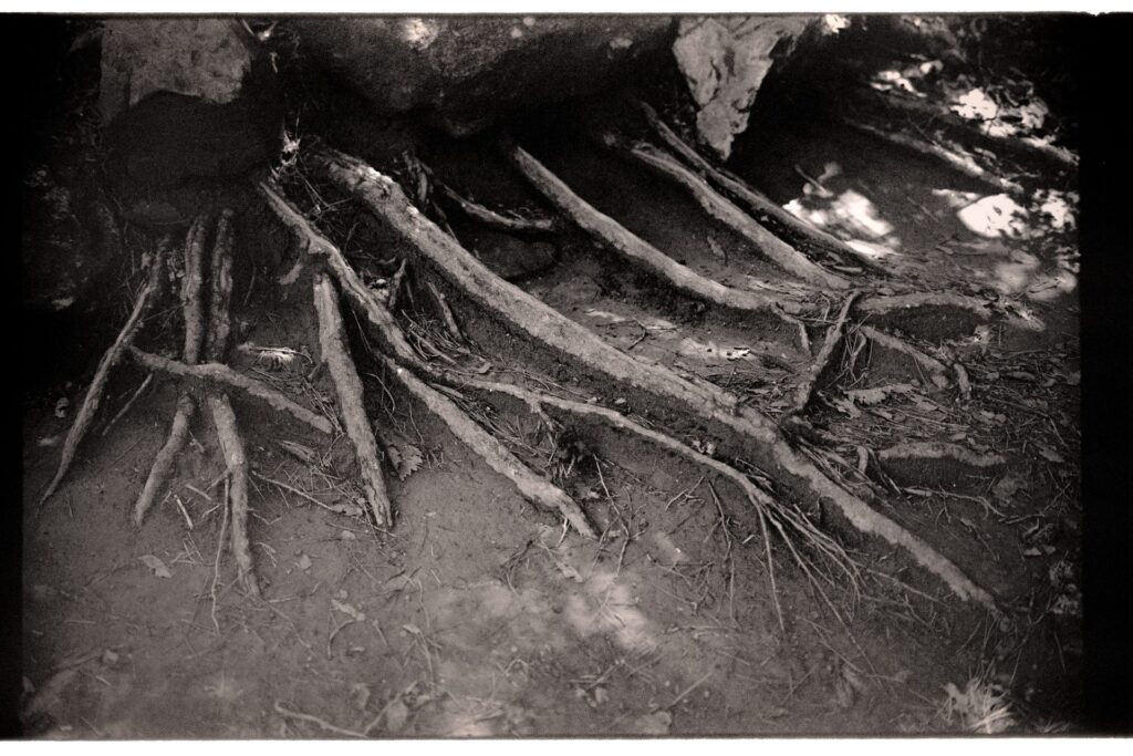 Black and white image of tree roots in bare dirt