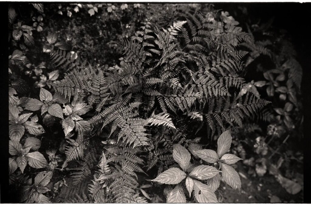 Close photo of ferns and small plants