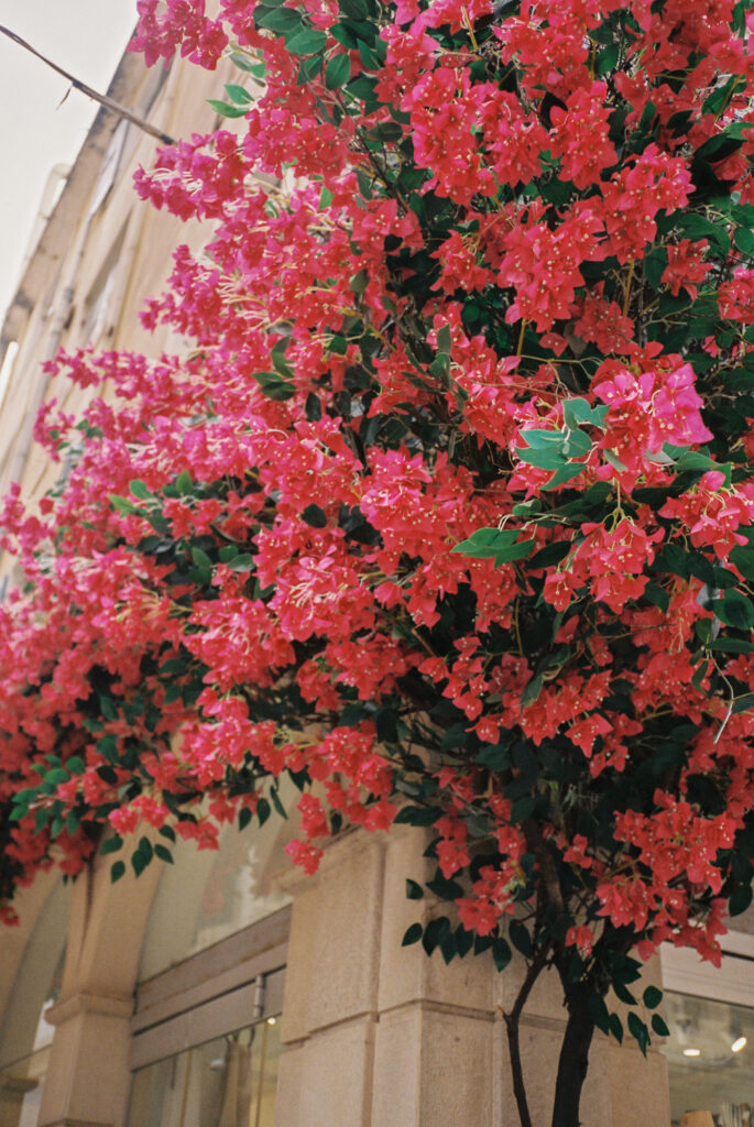 Bougainvillea captured by the Contax T3