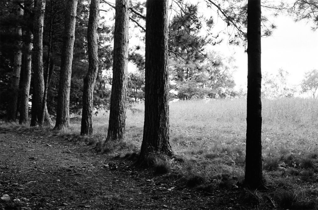 Trees at Ward Reservation in Andover, MA