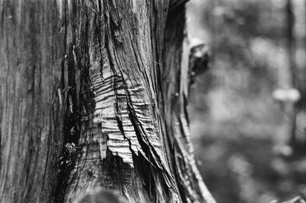 Cracking tree bark at Ward Reservation in Andover, MA