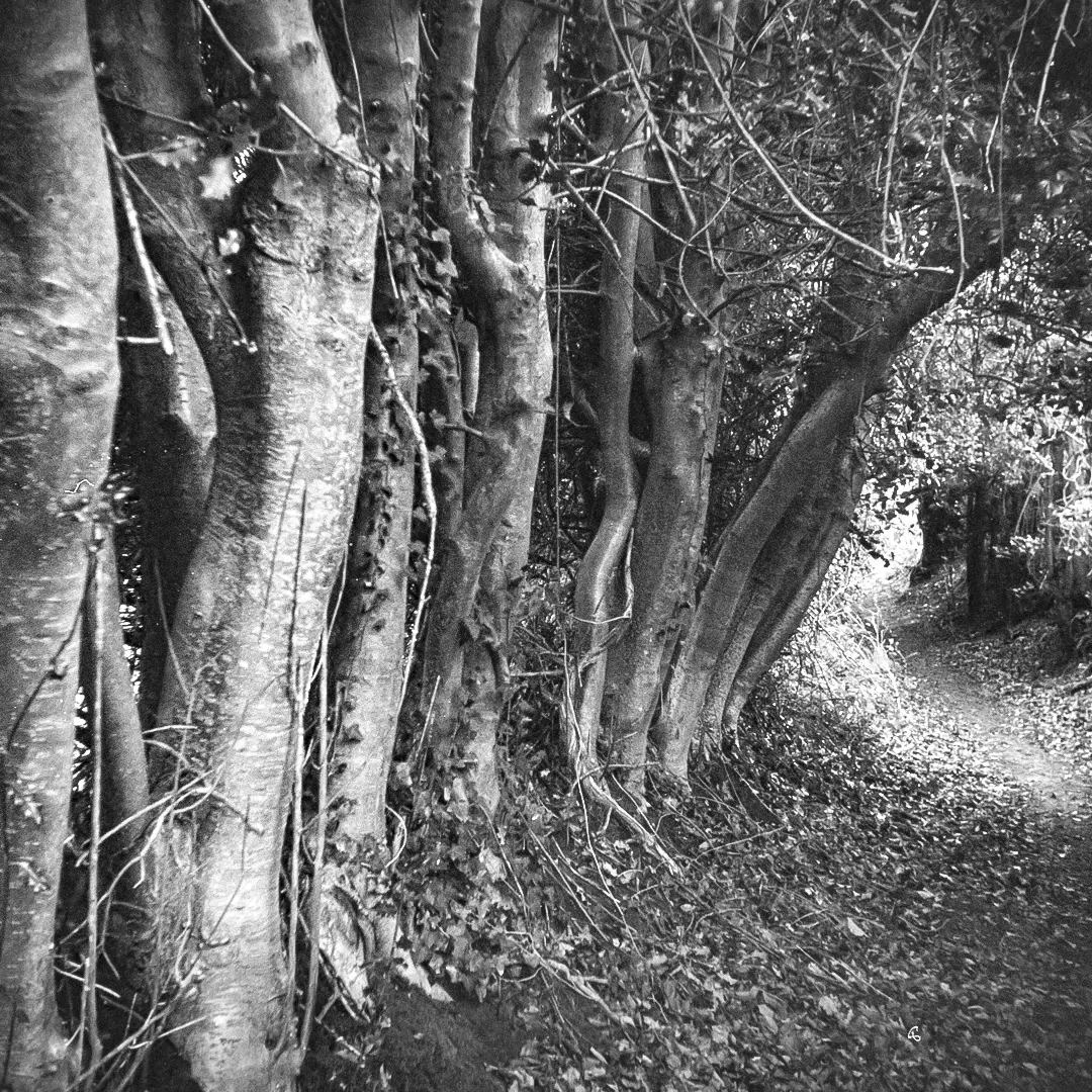 Wooded path towards West Runton