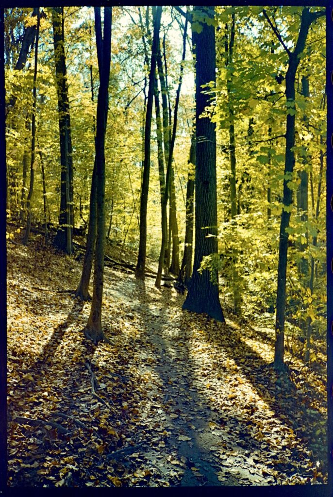 A photo of trees, backlit by a low sun. There are leaves on the ground, but also green and yellow leaves on the branches. 