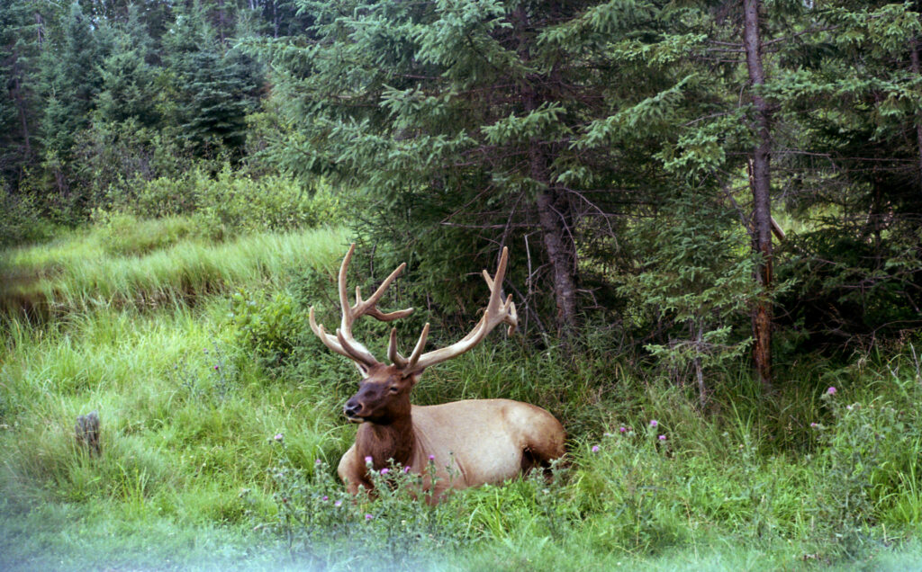 Caribou sitting in the grass