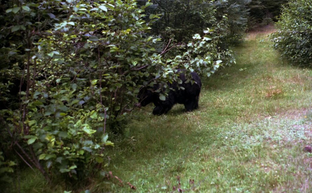bear walking behind tree