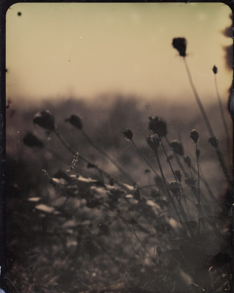 Tintype of flowers in a Vermont meadow