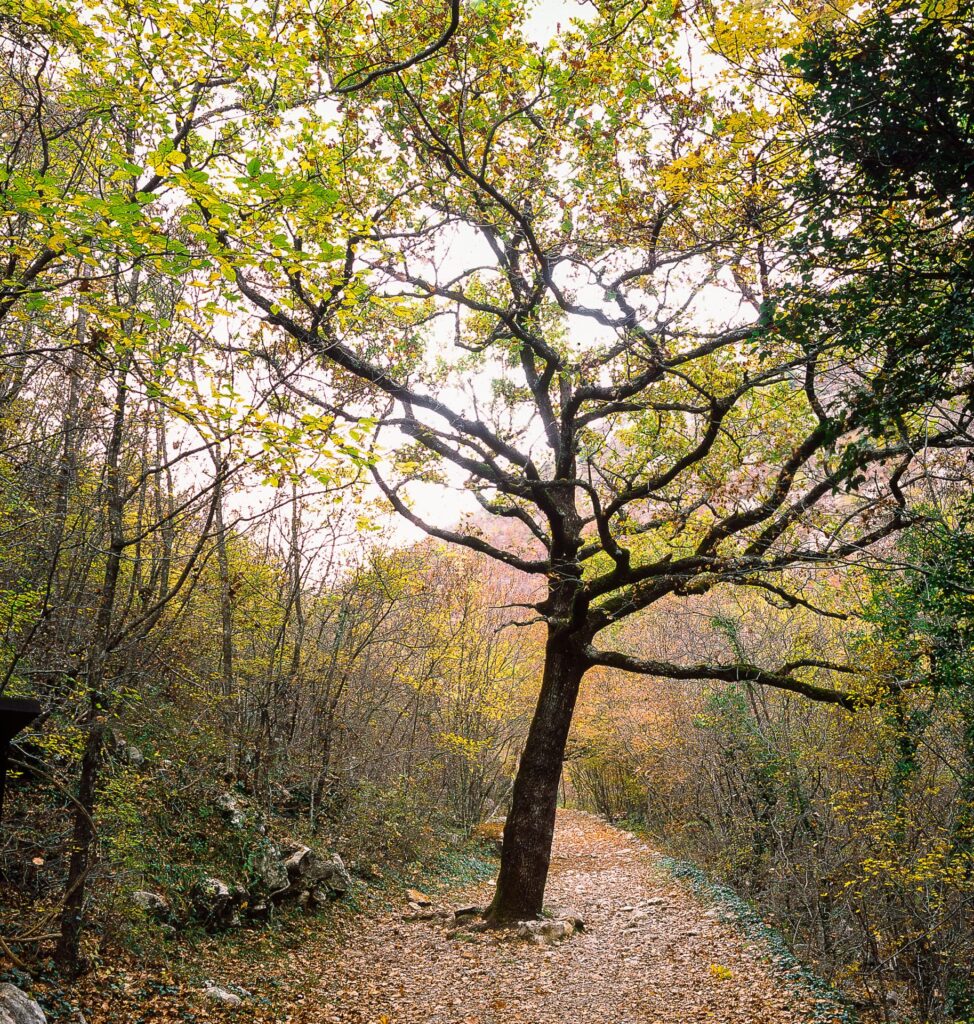 Paklenica National Park in Croatia - Fuji Provia 100