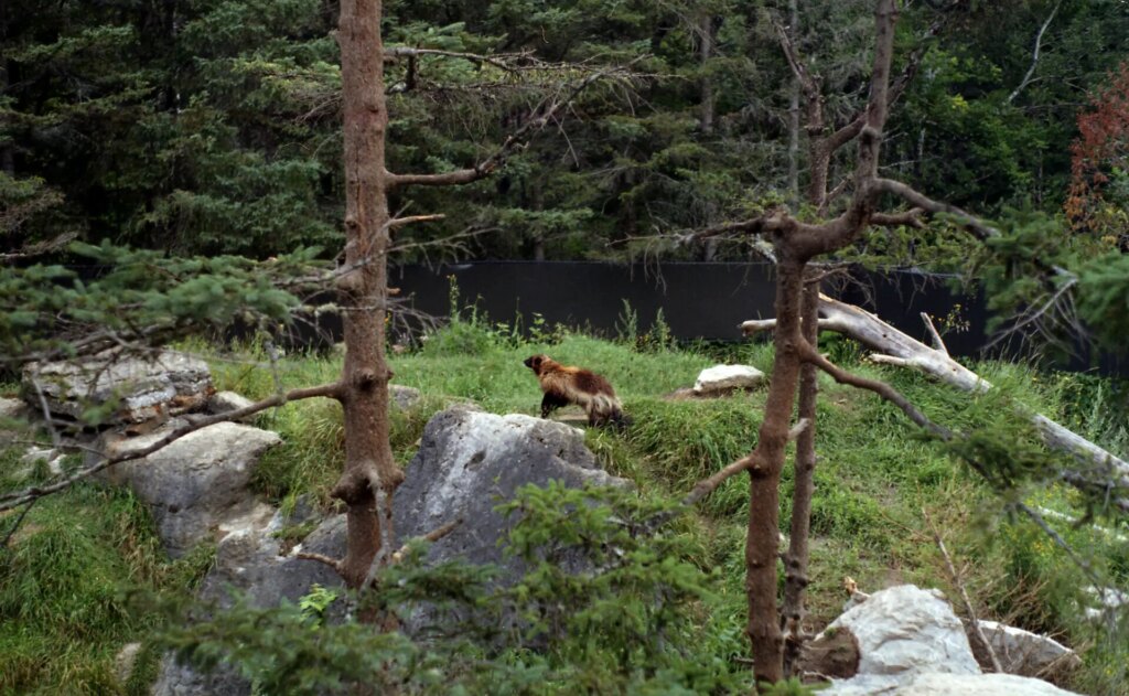 Wolverine on rock in forest