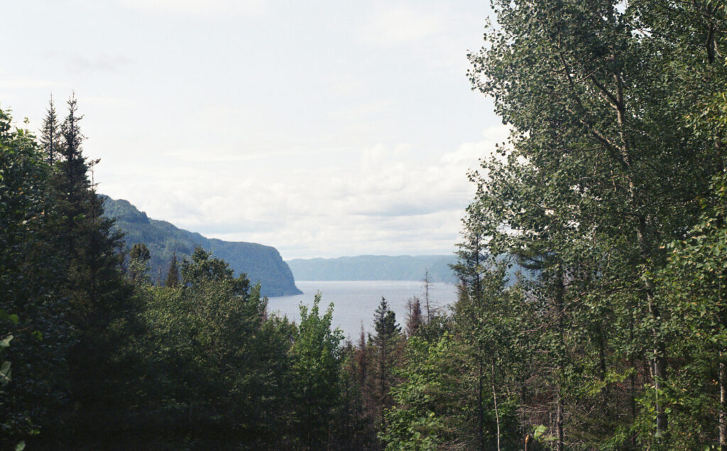 View of fjord from lookout within the trees