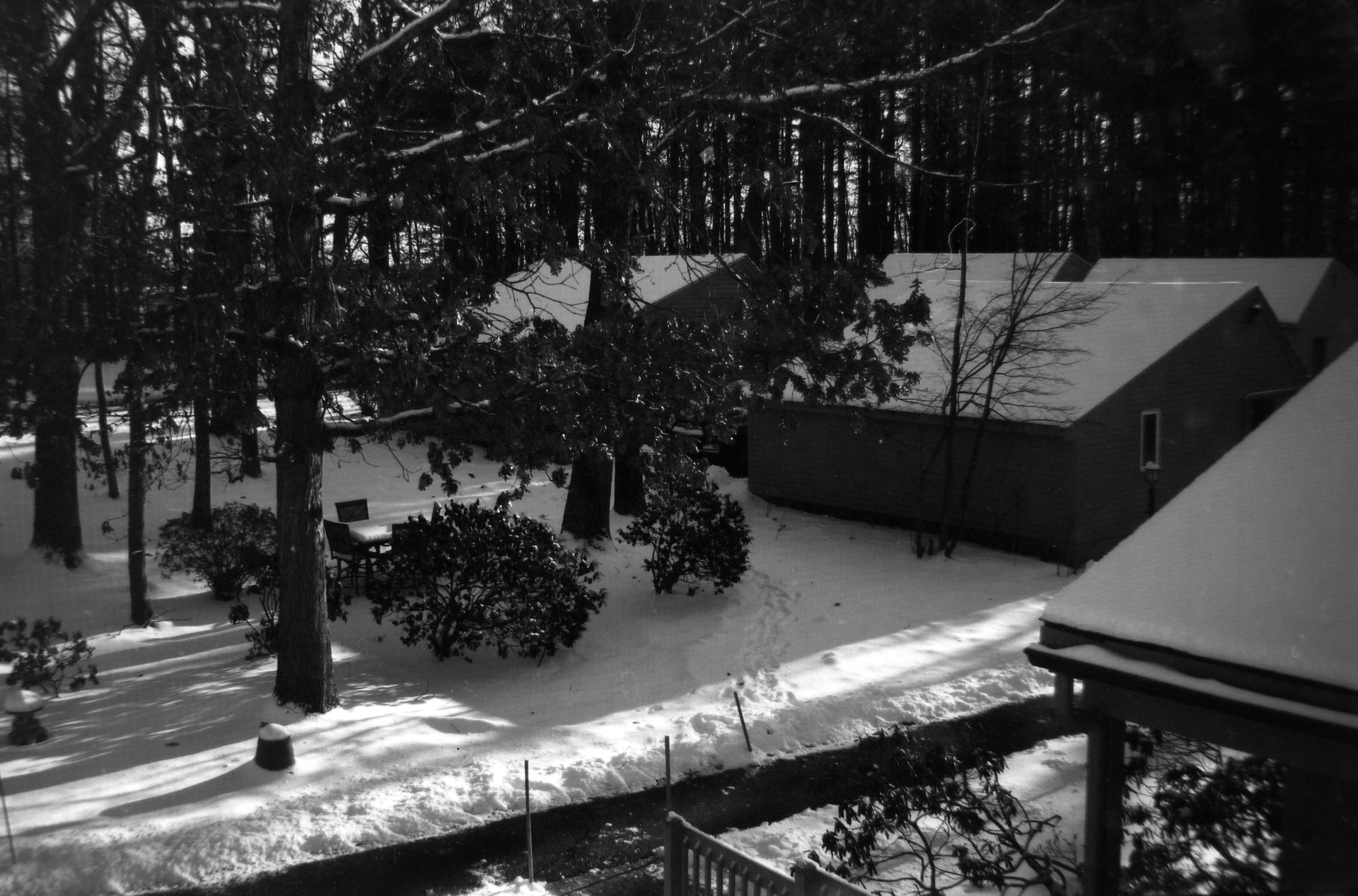 Snowy front yard, early morning