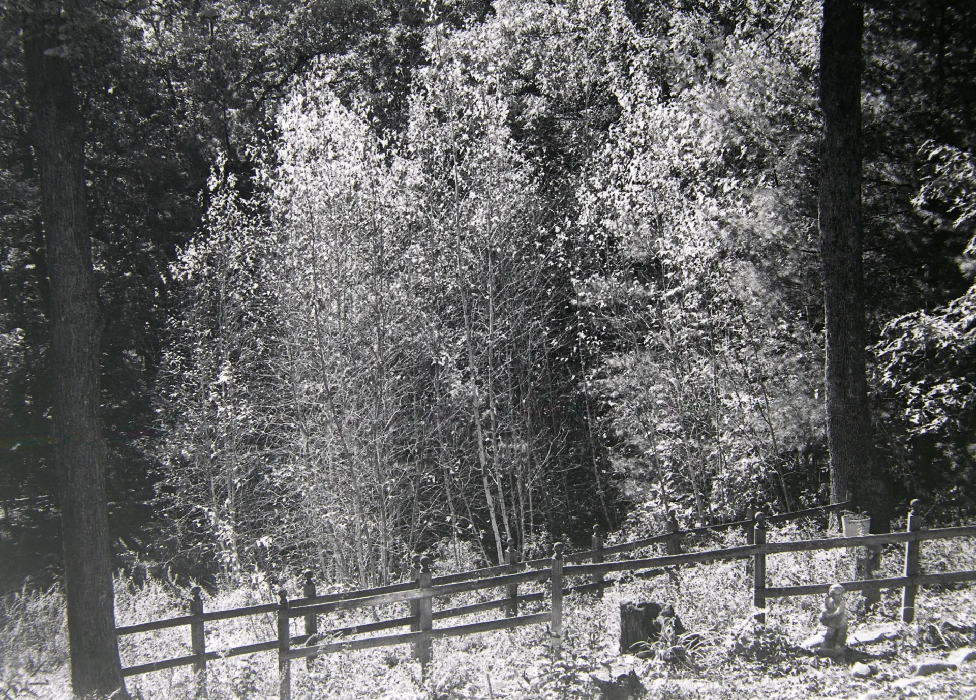 A non-macro shot of the woods behind our condo unit.