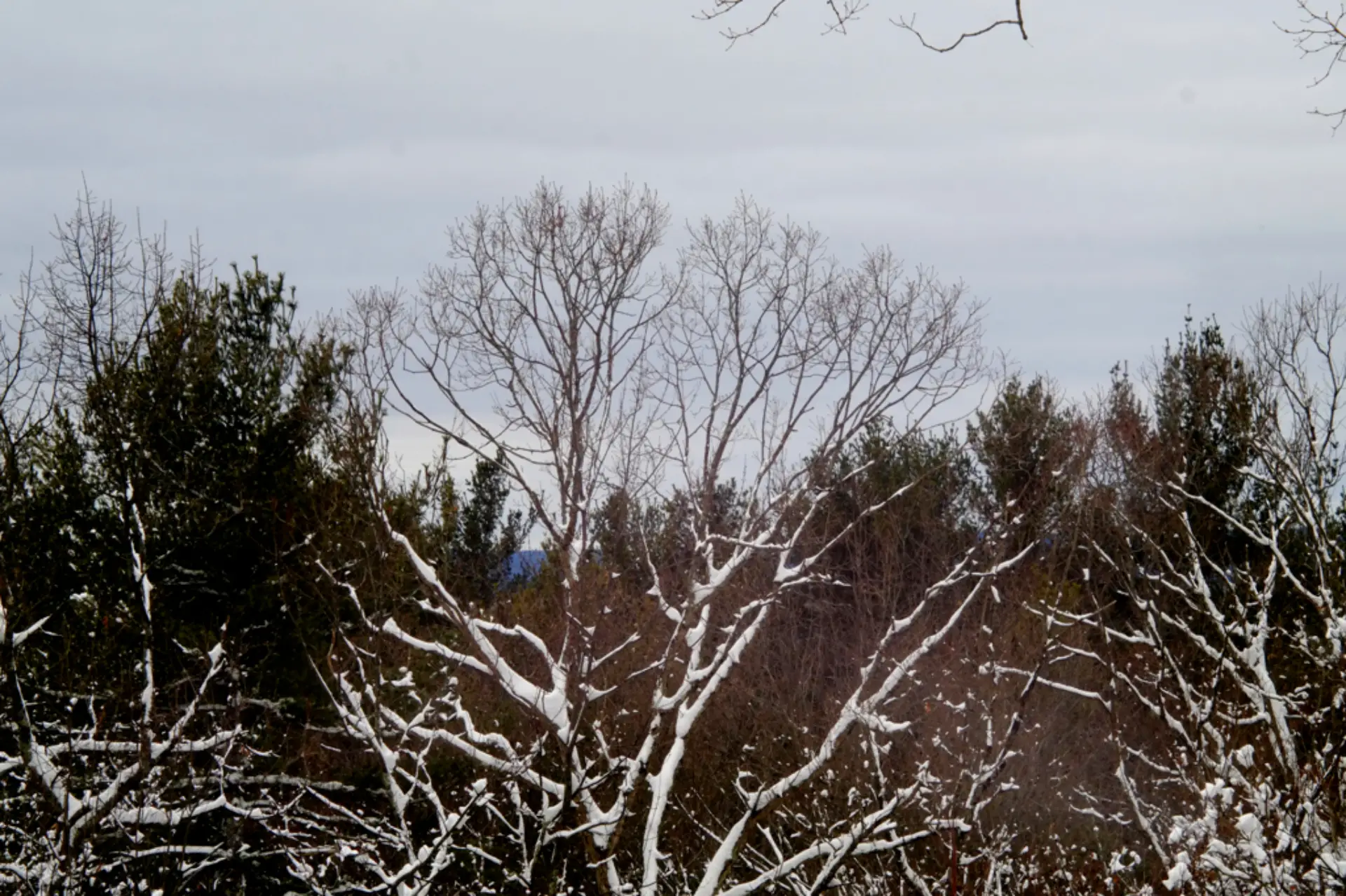 A snowy tree out back