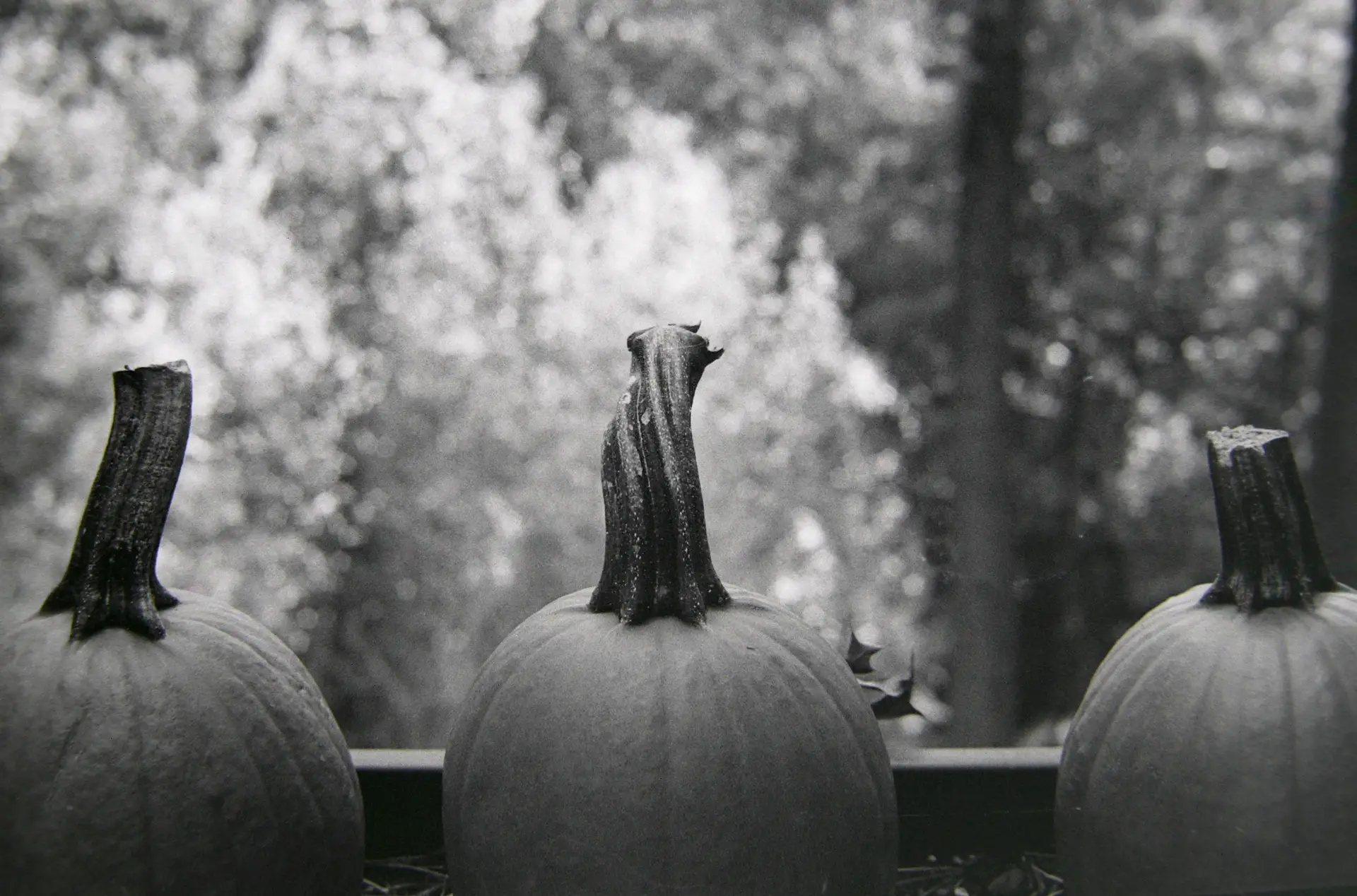 A non-macro shot of mini-pumpkins with trees in the background.