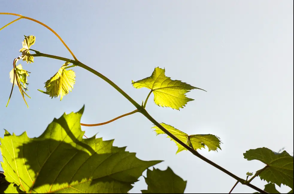 Vine leaves 1 1