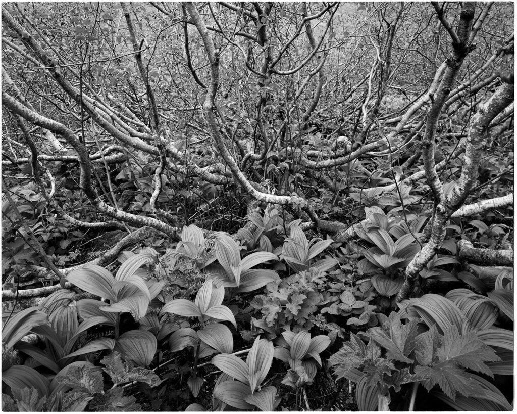 black and white photo of corn lilies and tree branches
