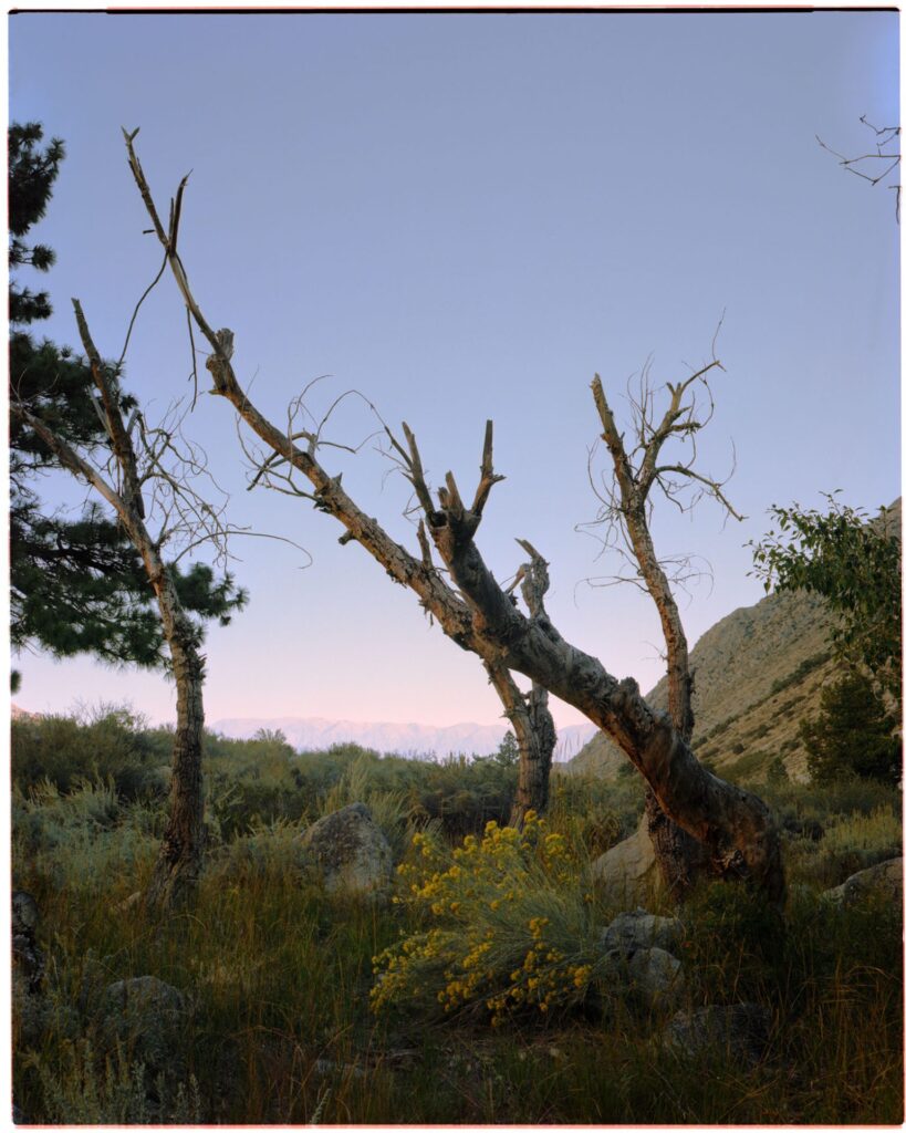 photo of a sunrise with reflected light on a dead tree