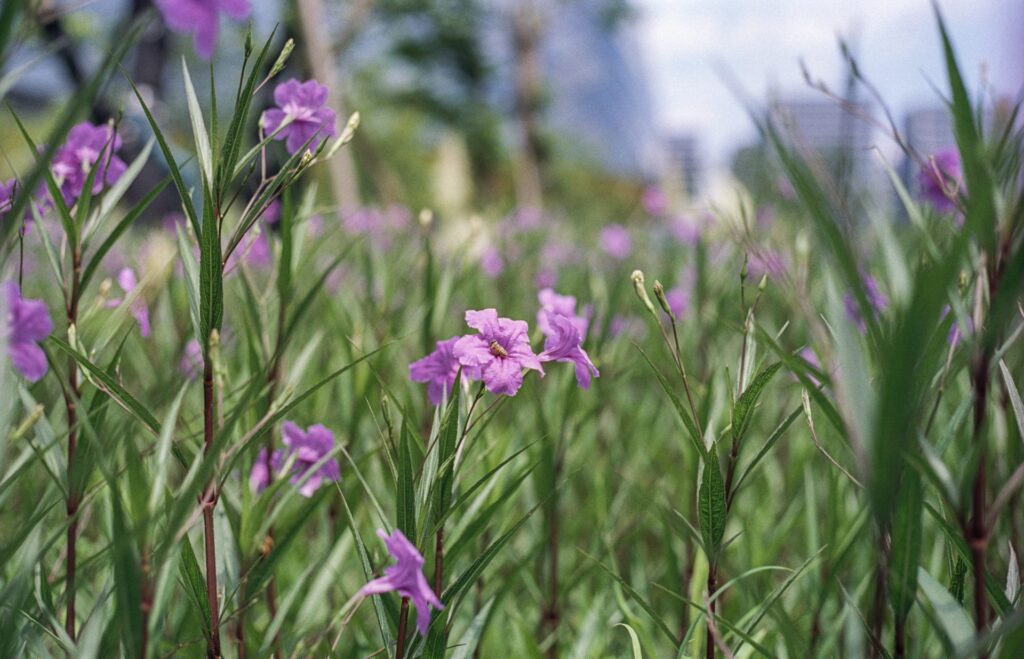 Find the Bee- My favourite Photo from this roll