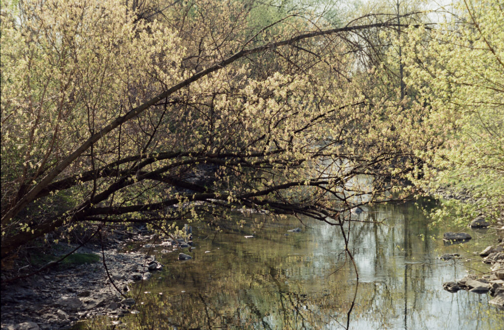 Thee branches hanging above a creek