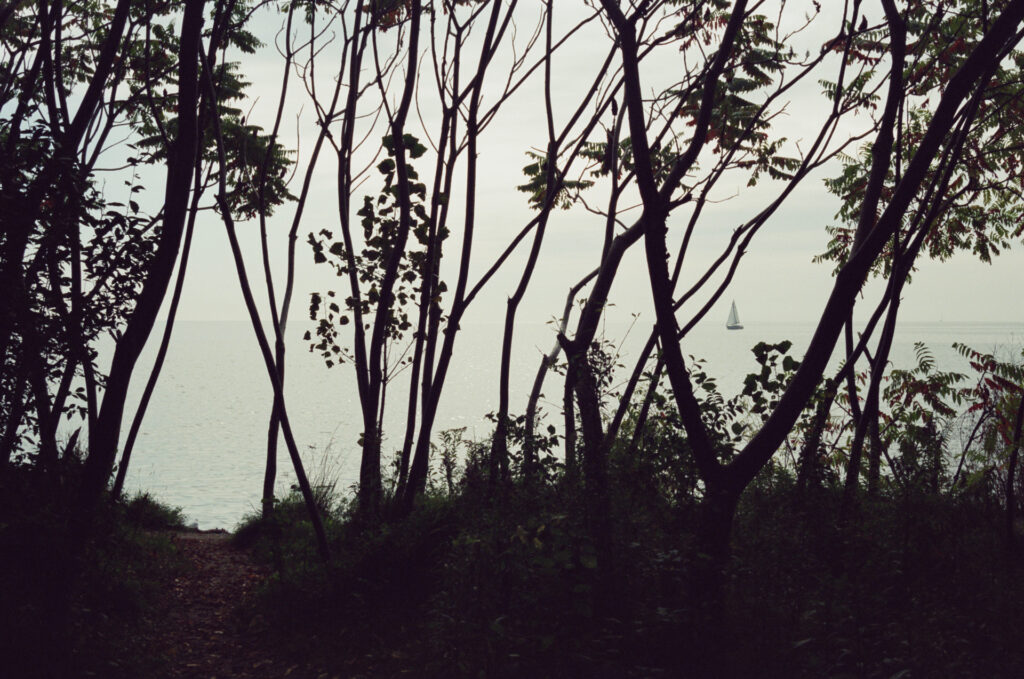 A lake view through dark silhouetted trees