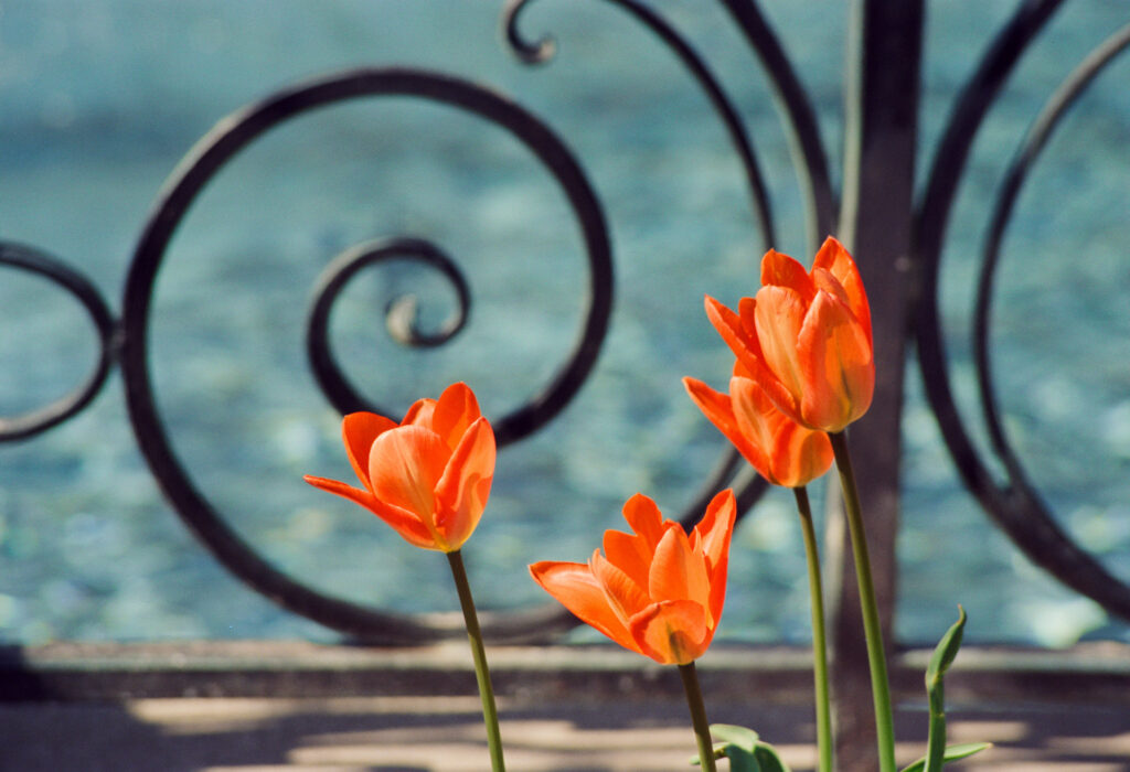 Red tulips and blue background