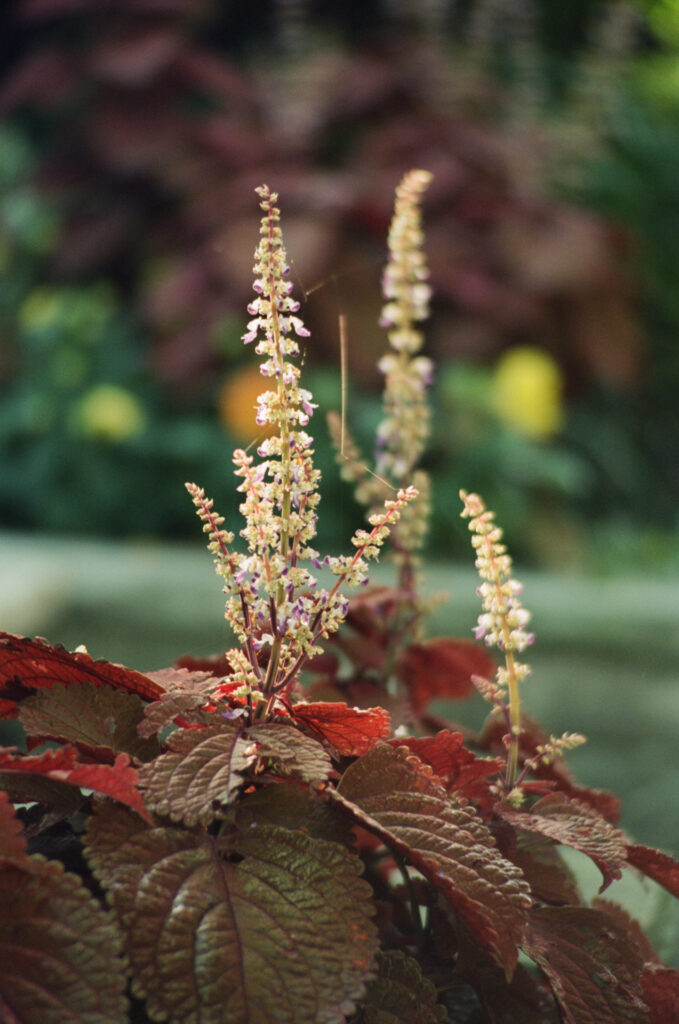 A plant with red leaves and bokeh