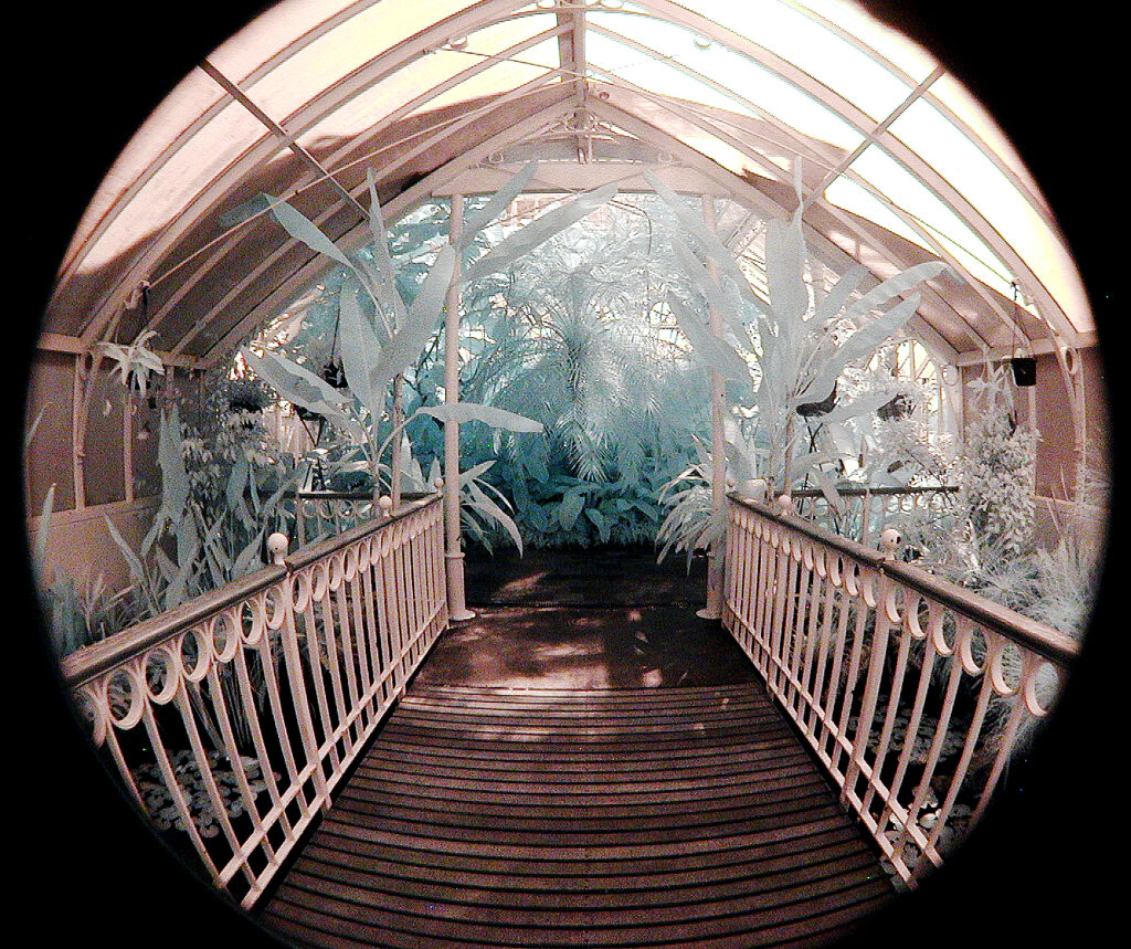 Lily pond bridge with fisheye Tropical House Botanic Gardens Dunedin