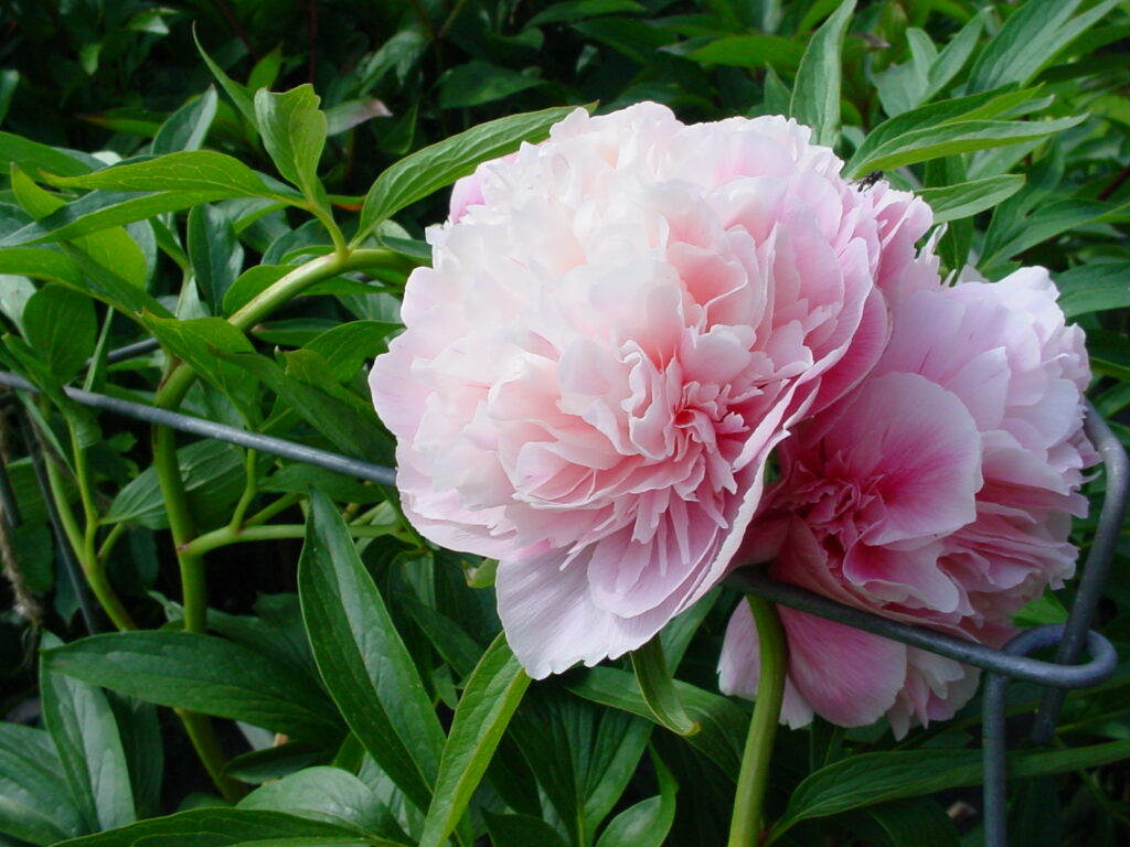 Summer peony