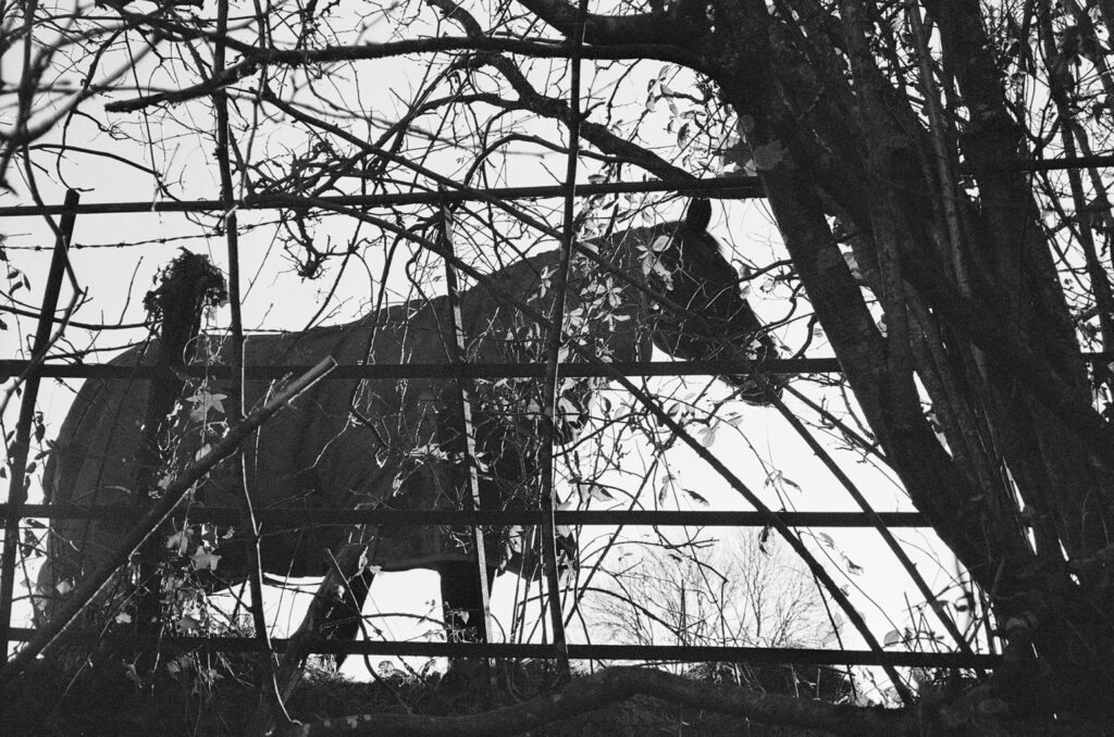 Black and white silhouette photo of a horse in profile behind a metal fence, a tree and branches.