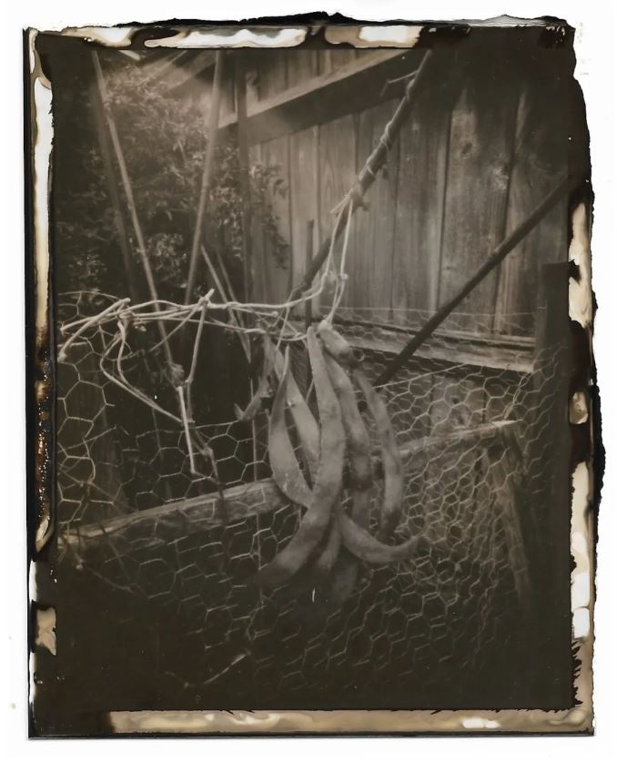 BW reversal image of runner beans