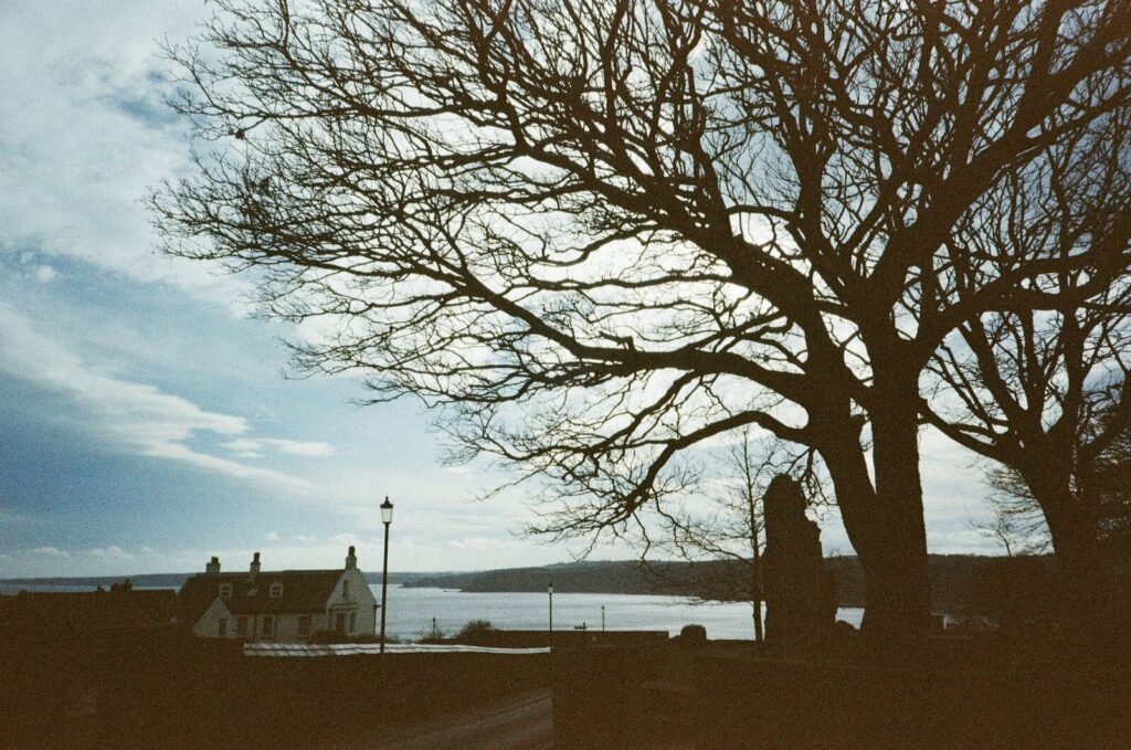 Tree overlooking harbour