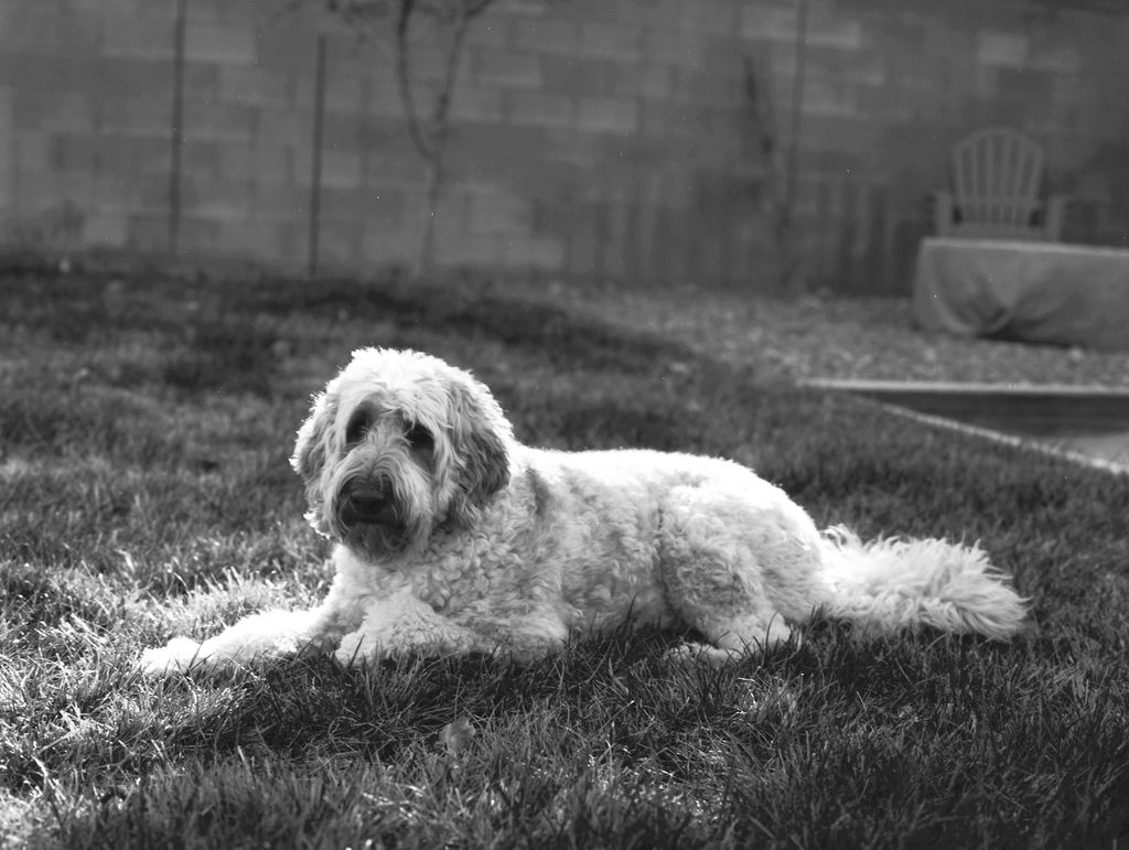 A Goldendoodle lying in the grass of a backyard.