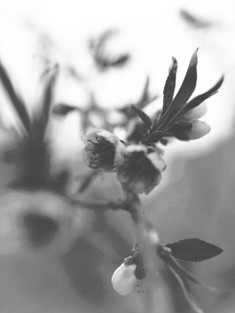 A close up of peach blossoms just beginning to open.