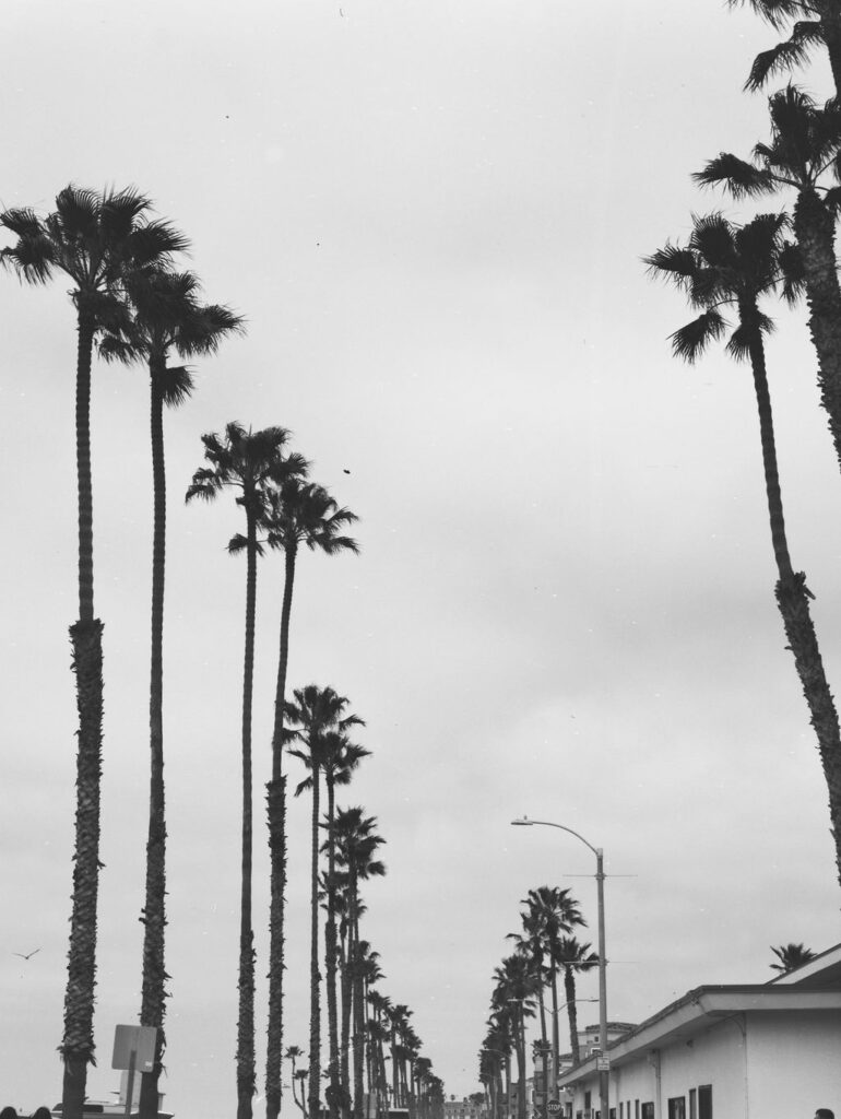 A row of palm trees lining the street with a small house in the bottom corner.