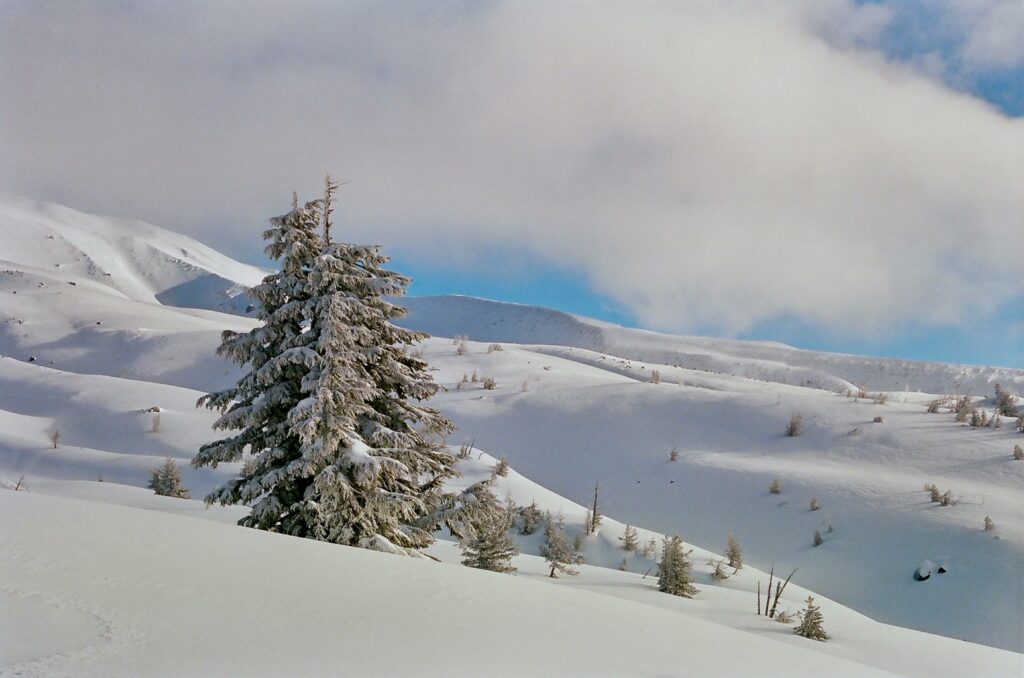 Solitary tree set against the white landscape and background clouds adds visual interest.