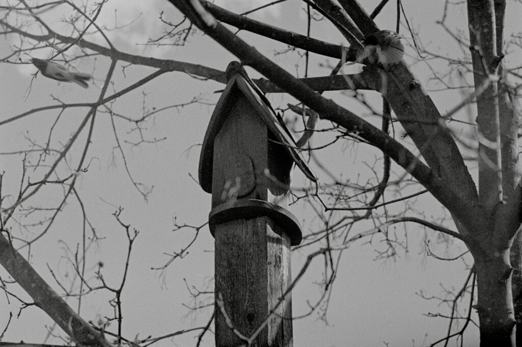 Bird house with two birds flying past.