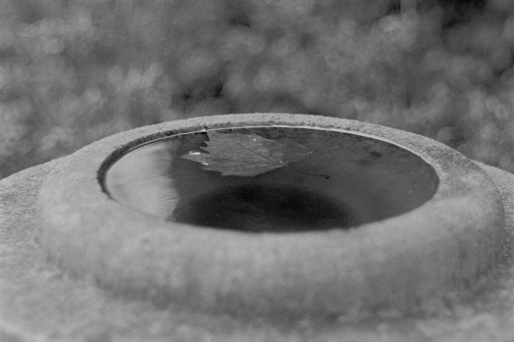 Birdbath with a leaf floating in the water