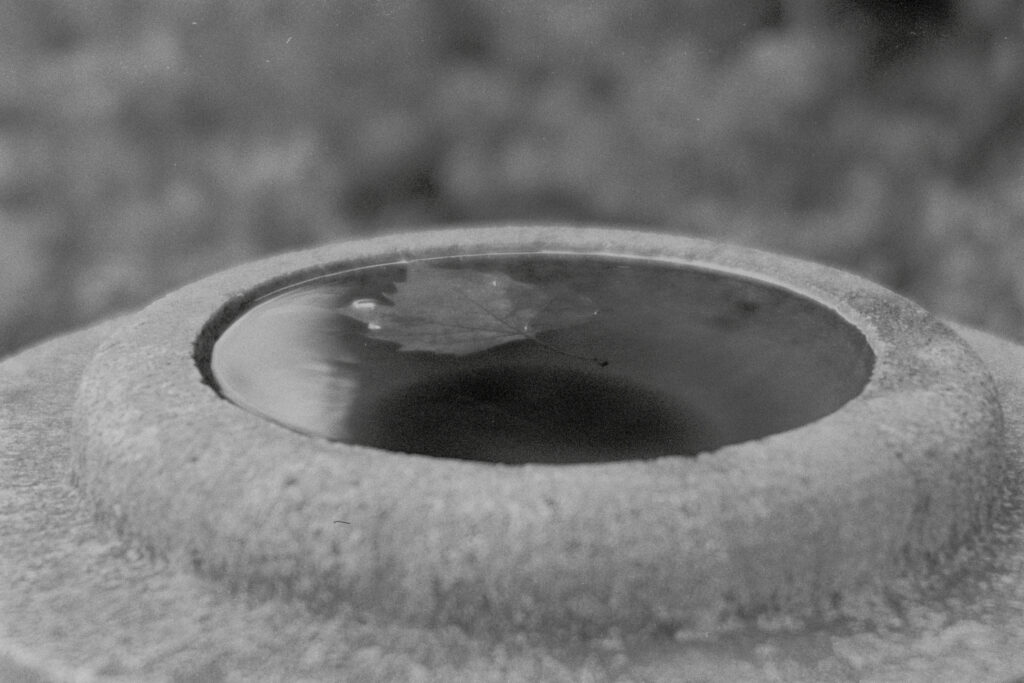 Birdbath with a leaf floating in the water