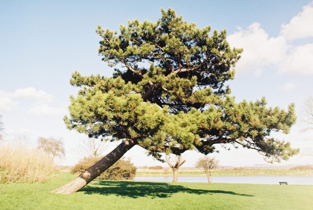 45-degree tree at Coalhouse Fort