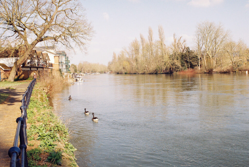River Thames at Maidenhead. Canada geese swimming downstream