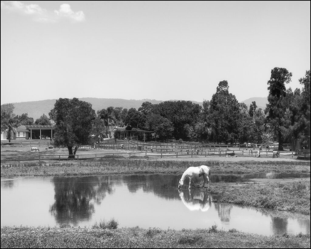 Horse, Wollongong 2024