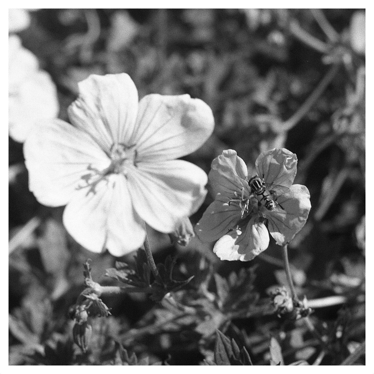 AGO Film Processor - An honest review of Vintage Visual’s Film ...