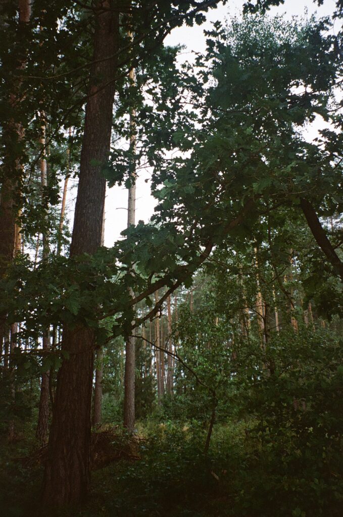 A image of woodland, with very tall trees with bushy leaves.